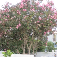 Dr-Anne-Vollrath image